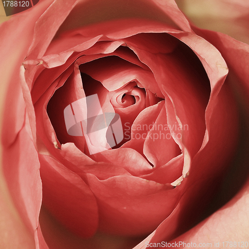 Image of Rose