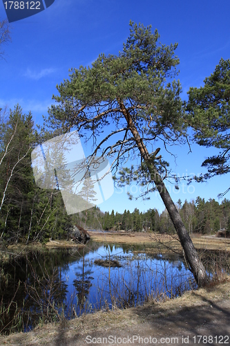 Image of Pine tree