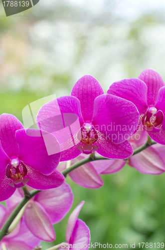 Image of orchid 