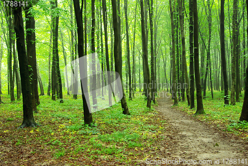Image of  forest  