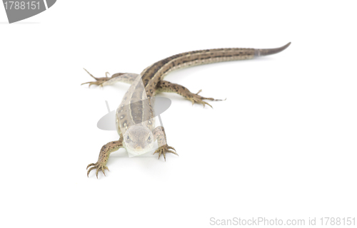 Image of lizard