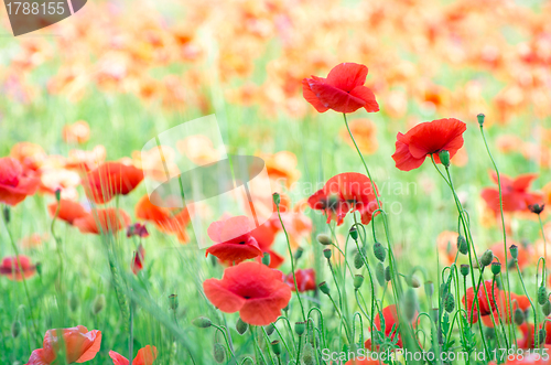 Image of  red poppy