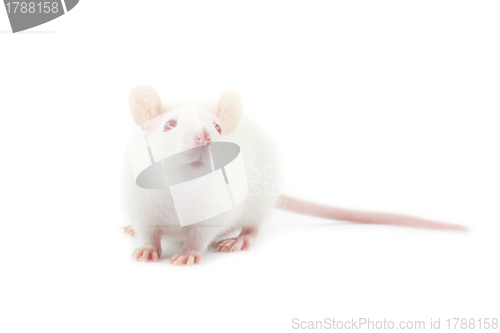 Image of rat 