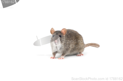 Image of rat  