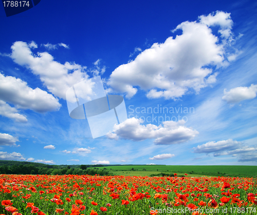 Image of poppy flowers