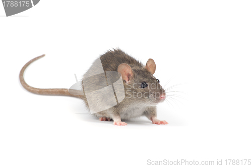 Image of rat 