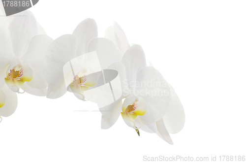 Image of white orchids 