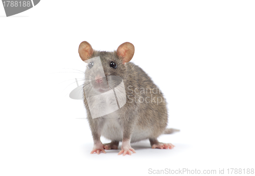 Image of rat 