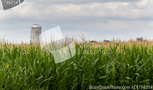 Image of Corn crop flowers with silo in distance