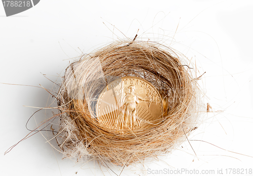 Image of Isolated birds nest with gold coin