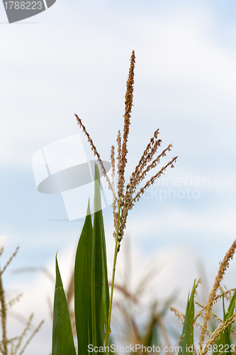 Image of Corn crop flowers in close shot