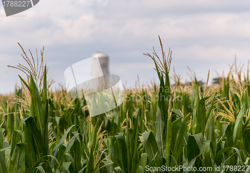 Image of Corn crop flowers with silo in distance