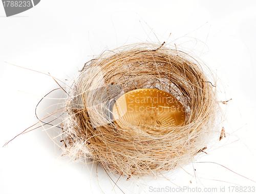 Image of Isolated birds nest with gold coin