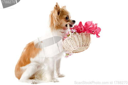 Image of chihuahua and flowers