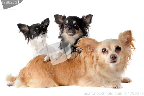 Image of three chihuahuas