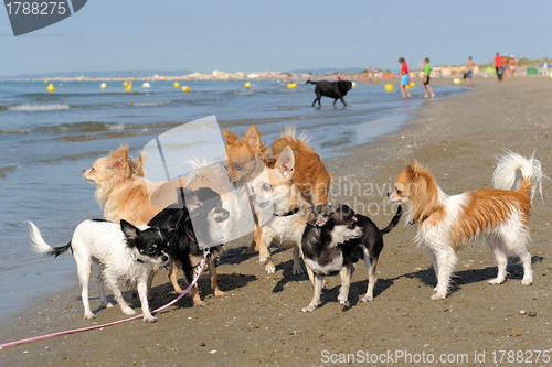 Image of chihuahuas on the beach