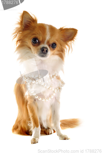 Image of chihuahua with pearl collar