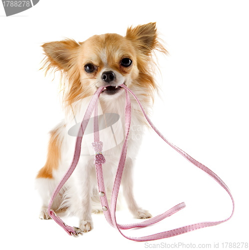 Image of chihuahua and leash