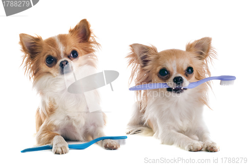 Image of chihuahuas and toothbrush 