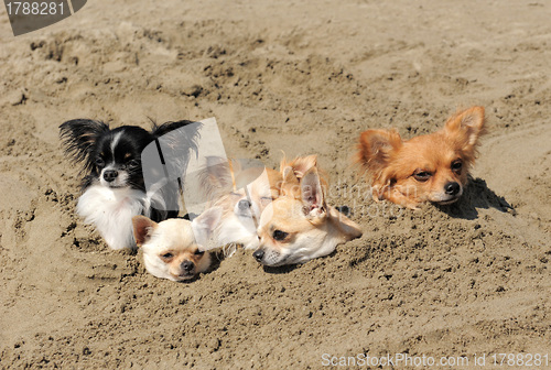 Image of chihuahuas in the sand