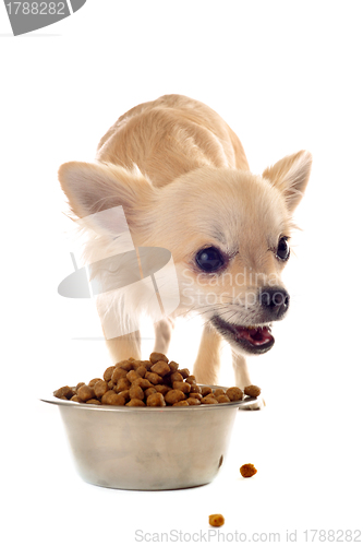 Image of puppy chihuahua and food bowl