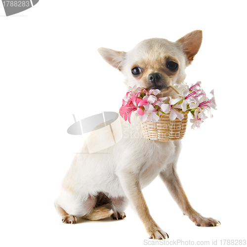 Image of puppy chihuahua and flowers