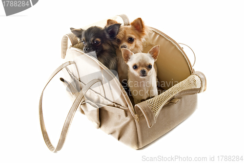 Image of travel bag and chihuahuas