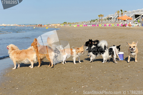 Image of chihuahuas on the beach