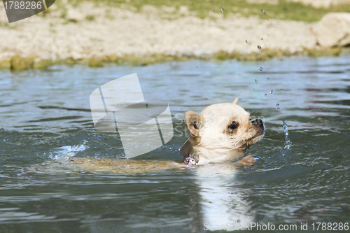 Image of puppy chihuahua in the river