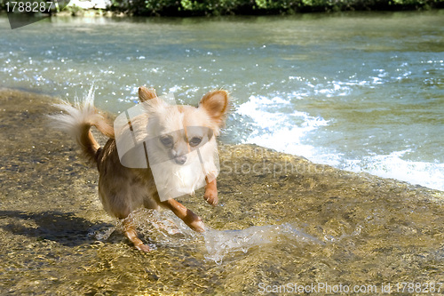 Image of puppy chihuahua in the river