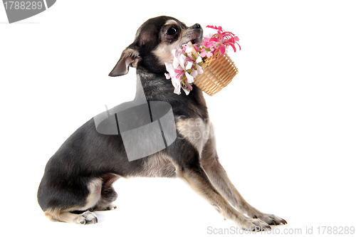 Image of chihuahua and flowers