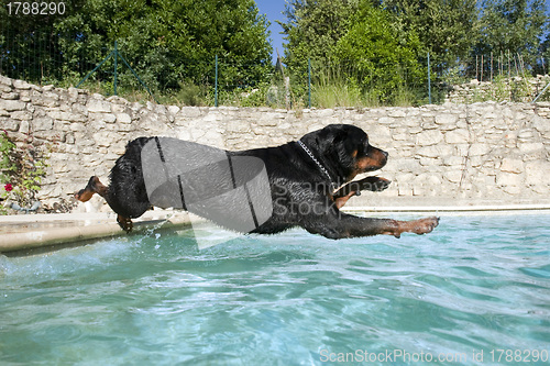 Image of plunging rottweiler