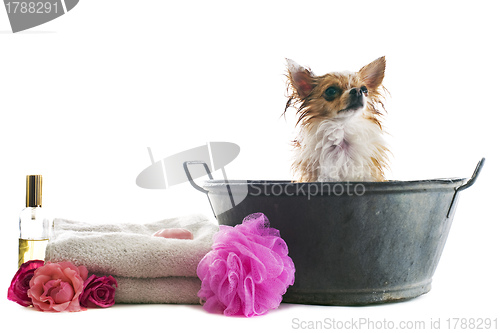 Image of bath for chihuahua