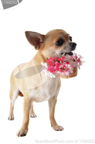 Image of puppy chihuahua and flower