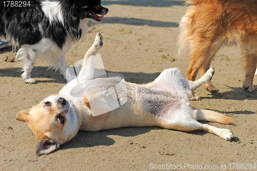 Image of chihuahua on the beach