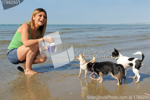 Image of chihuahuas and girl on the beach