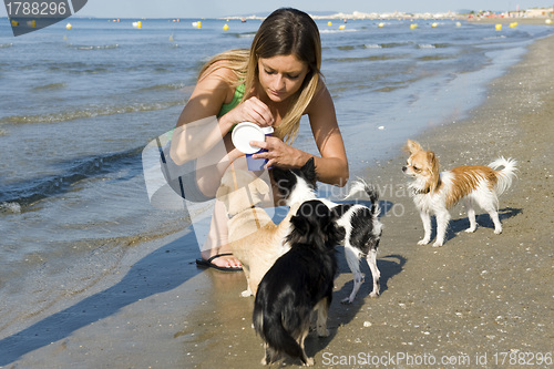 Image of chihuahuas and girl on the beach