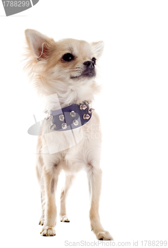 Image of chihuahua with studded collar