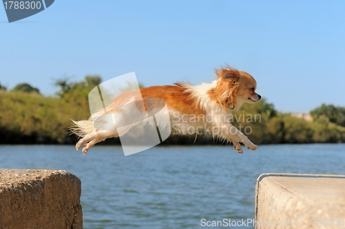 Image of jumping chihuahua