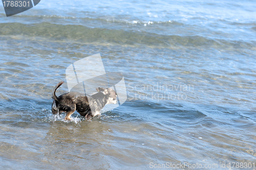 Image of chihuahua on the beach