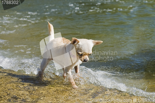 Image of puppy chihuahua in the river