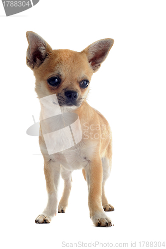 Image of puppy chihuahua