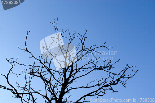 Image of Dry tree branches on background of blue sky 