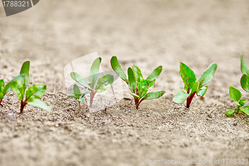 Image of Beet sprouts in the garden on a bed