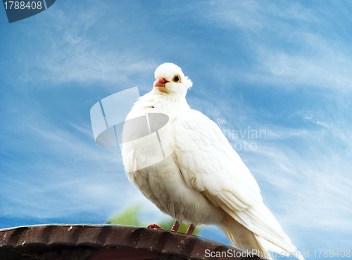 Image of White dove