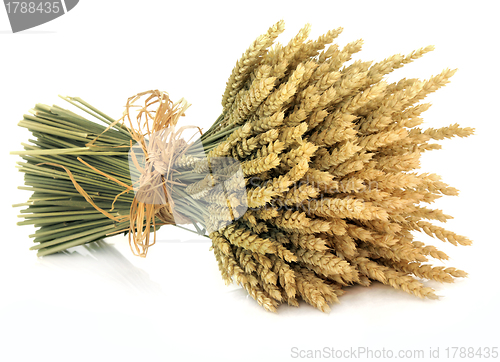 Image of Wheat 