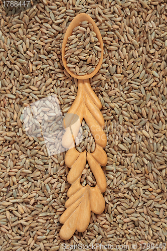 Image of Rye Wheat Grain