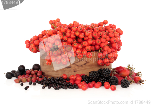 Image of Wild Autumn Berry Fruit