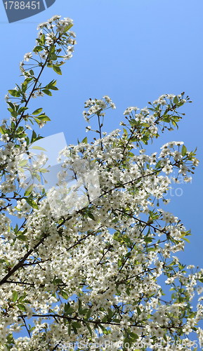 Image of cherry blossom