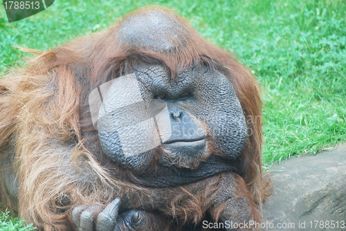 Image of close-up of a huge male orangutan 